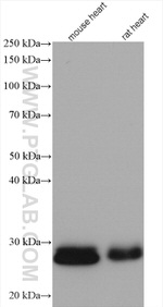 NDUFV2 Antibody in Western Blot (WB)