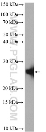 NDUFV2 Antibody in Western Blot (WB)