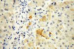 ADAMTSL4 Antibody in Immunohistochemistry (Paraffin) (IHC (P))