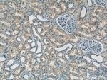 ATP6AP1 Antibody in Immunohistochemistry (Paraffin) (IHC (P))