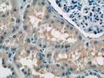 ATP6AP1 Antibody in Immunohistochemistry (Paraffin) (IHC (P))