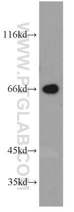 STXBP2 Antibody in Western Blot (WB)