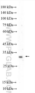 TSPAN14 Antibody in Western Blot (WB)