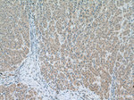 SLC25A15 Antibody in Immunohistochemistry (Paraffin) (IHC (P))