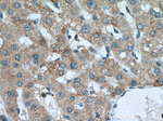 SLC25A15 Antibody in Immunohistochemistry (Paraffin) (IHC (P))