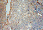 SLC25A15 Antibody in Immunohistochemistry (Paraffin) (IHC (P))