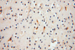 SLC25A15 Antibody in Immunohistochemistry (Paraffin) (IHC (P))