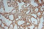 SLC25A15 Antibody in Immunohistochemistry (Paraffin) (IHC (P))