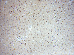 TNFAIP1 Antibody in Immunohistochemistry (Paraffin) (IHC (P))