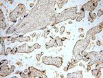 TNFAIP1 Antibody in Immunohistochemistry (Paraffin) (IHC (P))