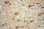 SCAMP1 Antibody in Immunohistochemistry (Paraffin) (IHC (P))