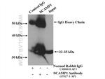 SCAMP1 Antibody in Immunoprecipitation (IP)