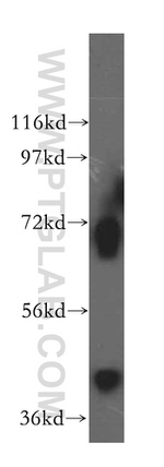 RCL1 Antibody in Western Blot (WB)