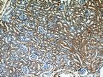 SEPX1 Antibody in Immunohistochemistry (Paraffin) (IHC (P))