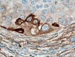 RPL7A Antibody in Immunohistochemistry (Paraffin) (IHC (P))