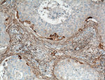 RPL7A Antibody in Immunohistochemistry (Paraffin) (IHC (P))