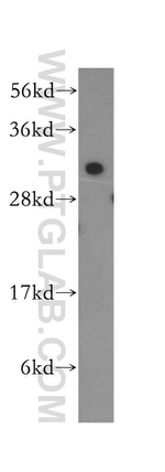 RPL7A Antibody in Western Blot (WB)