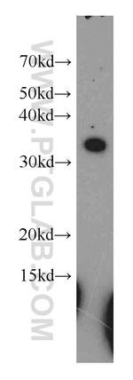 RPL7A Antibody in Western Blot (WB)