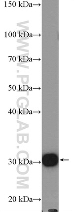 RPL7A Antibody in Western Blot (WB)