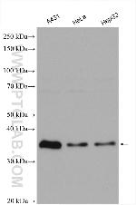 MAD2L1BP Antibody in Western Blot (WB)