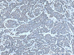 CKMT1A Antibody in Immunohistochemistry (Paraffin) (IHC (P))