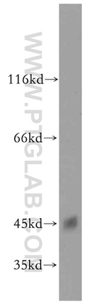 CKMT1A Antibody in Western Blot (WB)