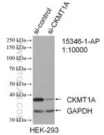 CKMT1A Antibody in Western Blot (WB)