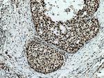 UBA2 Antibody in Immunohistochemistry (Paraffin) (IHC (P))