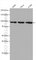 UBA2 Antibody in Western Blot (WB)