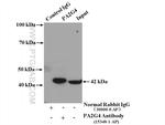 PA2G4 Antibody in Immunoprecipitation (IP)