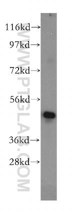 PA2G4 Antibody in Western Blot (WB)