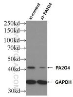 PA2G4 Antibody in Western Blot (WB)