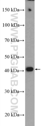 PA2G4 Antibody in Western Blot (WB)