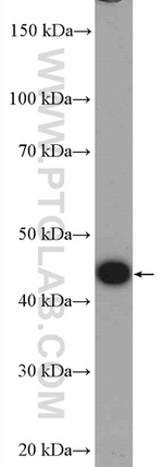 PA2G4 Antibody in Western Blot (WB)