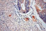 RPS27 Antibody in Immunohistochemistry (Paraffin) (IHC (P))