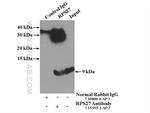 RPS27 Antibody in Immunoprecipitation (IP)