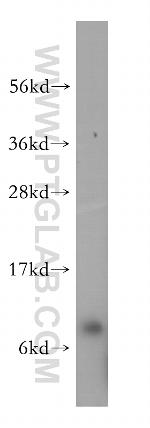 RPS27 Antibody in Western Blot (WB)