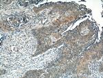 Interferon gamma Antibody in Immunohistochemistry (Paraffin) (IHC (P))