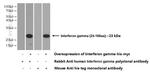 Interferon gamma Antibody in Western Blot (WB)