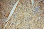 SURF1 Antibody in Immunohistochemistry (Paraffin) (IHC (P))