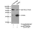 SURF1 Antibody in Immunoprecipitation (IP)