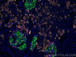 CEL Antibody in Immunohistochemistry (PFA fixed) (IHC (PFA))