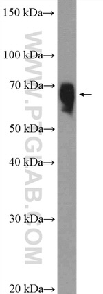 CEL Antibody in Western Blot (WB)