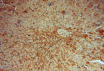 RPL6 Antibody in Immunohistochemistry (Paraffin) (IHC (P))