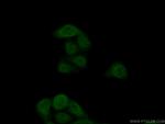 GNB3 Antibody in Immunocytochemistry (ICC/IF)