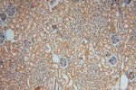 GNB3 Antibody in Immunohistochemistry (Paraffin) (IHC (P))