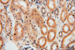 GNB3 Antibody in Immunohistochemistry (Paraffin) (IHC (P))