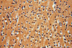 GNB3 Antibody in Immunohistochemistry (Paraffin) (IHC (P))