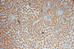 GNB3 Antibody in Immunohistochemistry (Paraffin) (IHC (P))