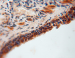 GNB3 Antibody in Immunohistochemistry (Paraffin) (IHC (P))